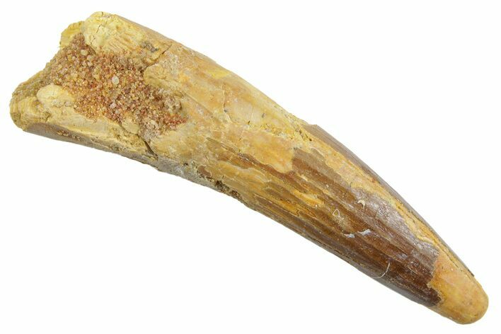 Fossil Spinosaurus Tooth - Real Dinosaur Tooth #363503